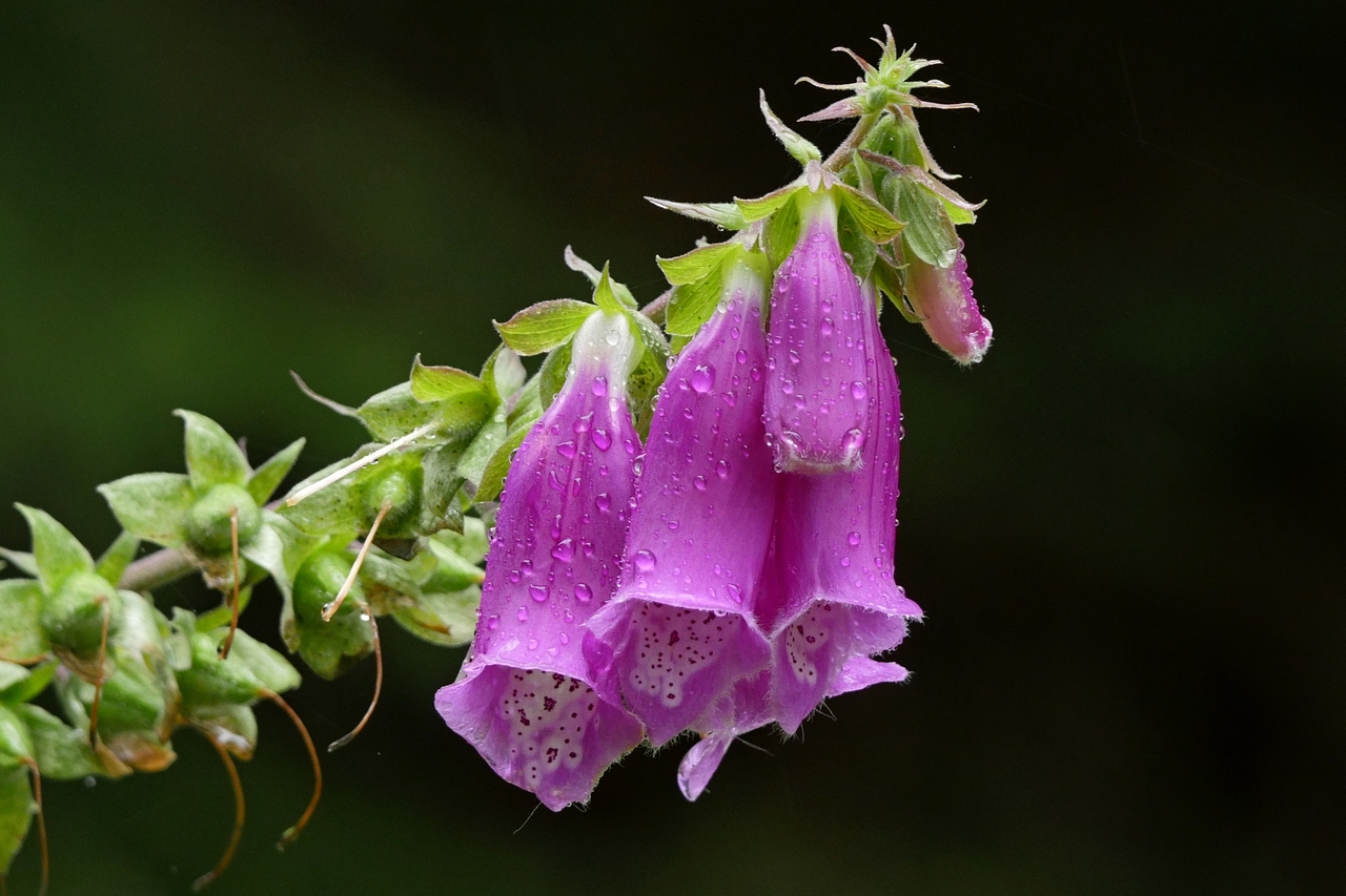 Nazwa:  P1150034.JPG
Wyświetleń: 846
Rozmiar:  519,8 KB