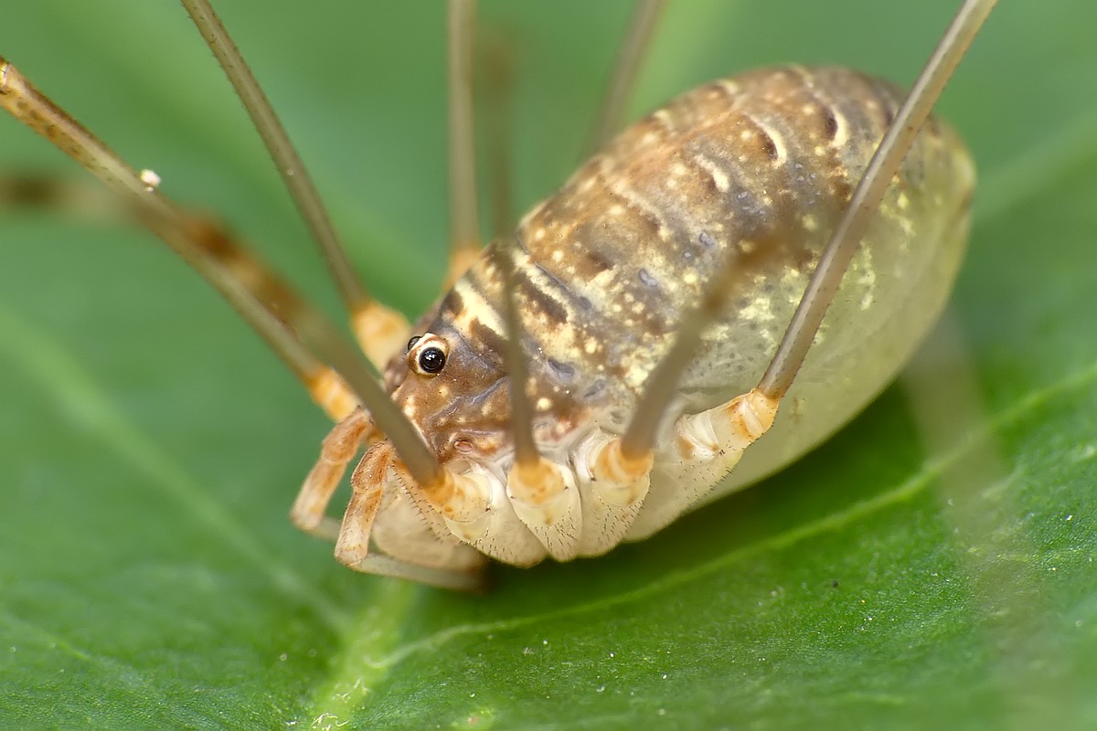 Nazwa:  kosarz43579cf.jpg
Wyświetleń: 176
Rozmiar:  155,9 KB