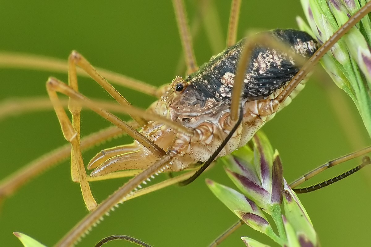 Nazwa:  kosarz46410cf.jpg
Wyświetleń: 159
Rozmiar:  190,8 KB