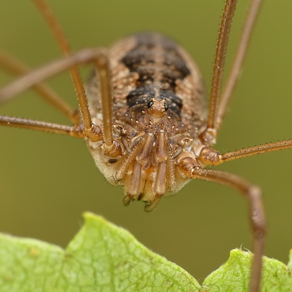 Nazwa:  kosarz52784cf.jpg
Wyświetleń: 157
Rozmiar:  146,3 KB