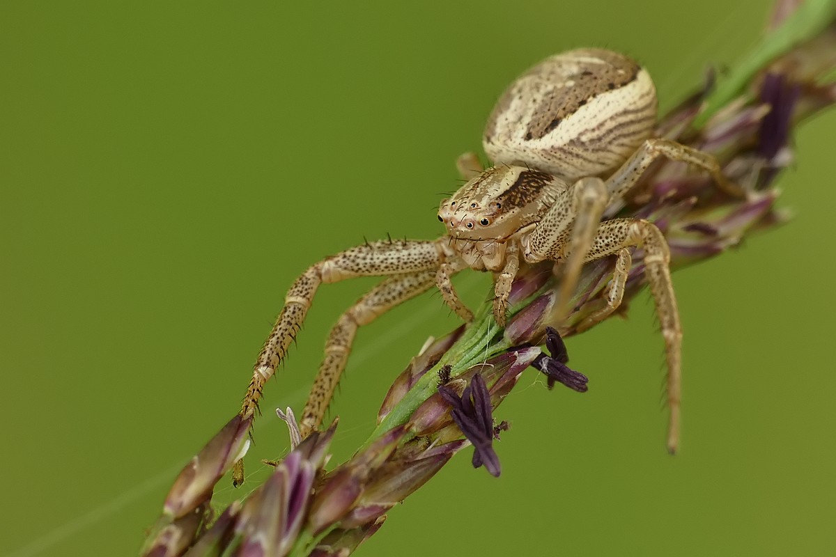 Nazwa:  bokochod46065cf.jpg
Wyświetleń: 214
Rozmiar:  124,7 KB