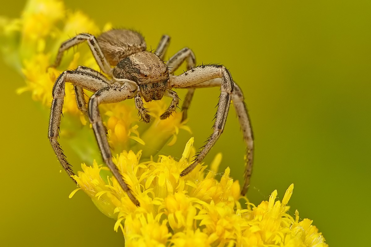 Nazwa:  bokochod64878cf.jpg
Wyświetleń: 219
Rozmiar:  160,2 KB