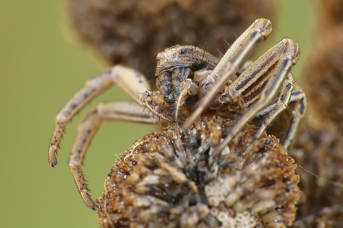 Nazwa:  bokochod66302cf.jpg
Wyświetleń: 229
Rozmiar:  182,7 KB