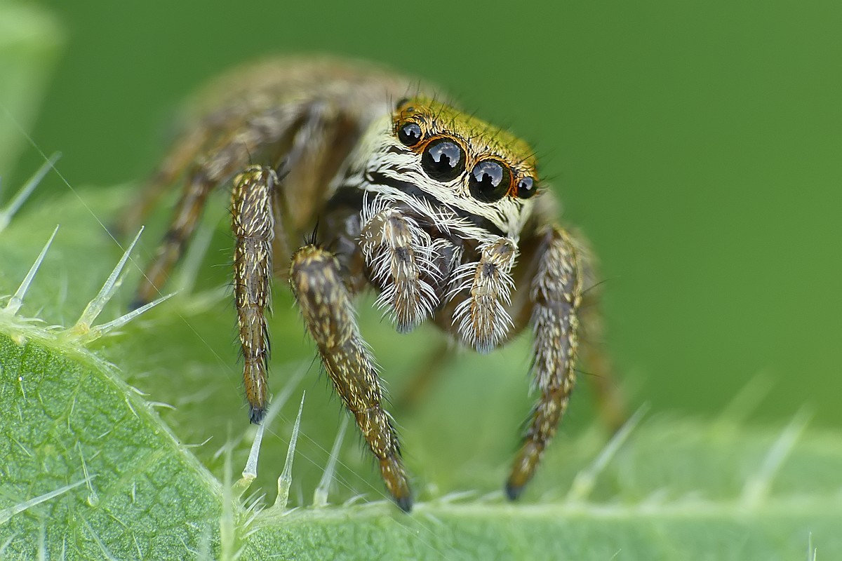 Nazwa:  skakun59246cf.jpg
Wyświetleń: 203
Rozmiar:  187,7 KB
