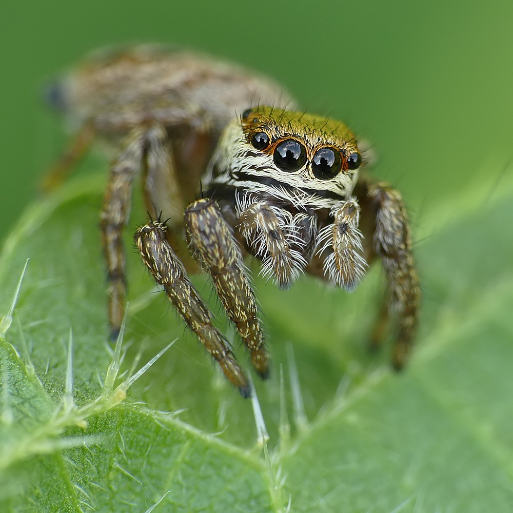 Nazwa:  skakun59326cf.jpg
Wyświetleń: 204
Rozmiar:  181,7 KB