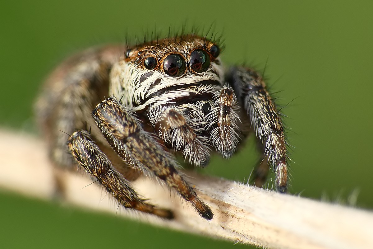 Nazwa:  skakun59714cf.jpg
Wyświetleń: 172
Rozmiar:  196,0 KB