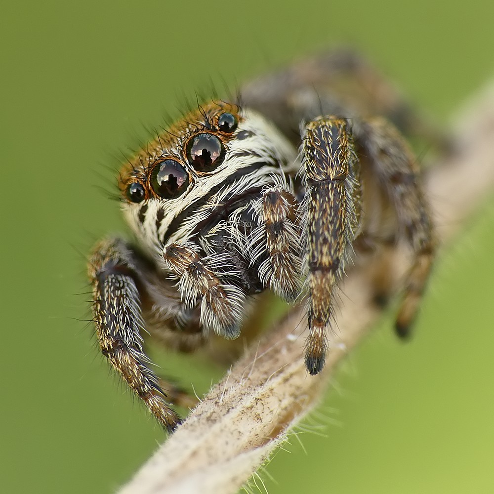 Nazwa:  skakun59912cf.jpg
Wyświetleń: 176
Rozmiar:  190,6 KB