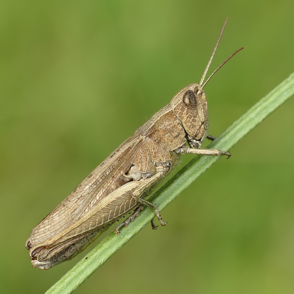 Nazwa:  konik60241cf.jpg
Wyświetleń: 150
Rozmiar:  144,3 KB