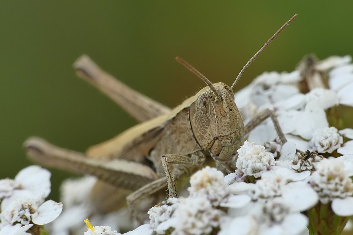 Nazwa:  konik60515cf.jpg
Wyświetleń: 157
Rozmiar:  128,5 KB