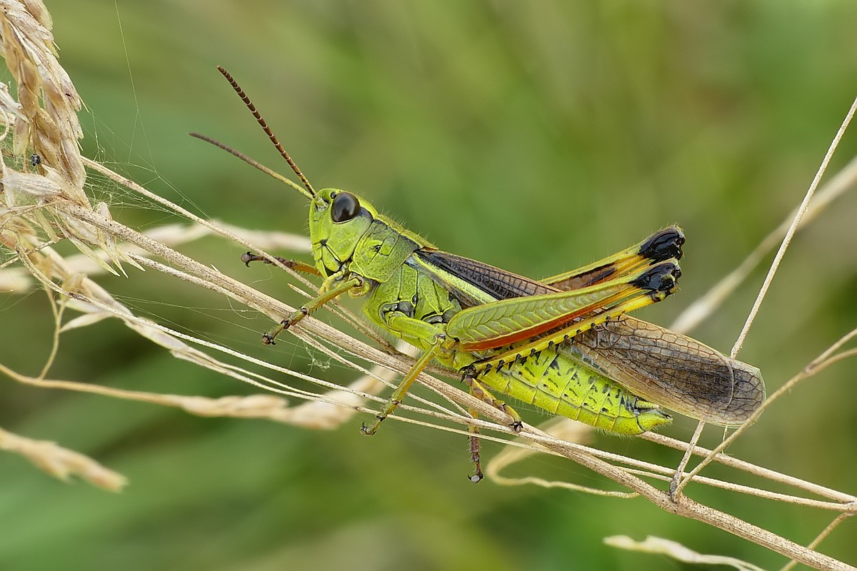 Nazwa:  napiersnik59160cf.jpg
Wyświetleń: 157
Rozmiar:  210,1 KB
