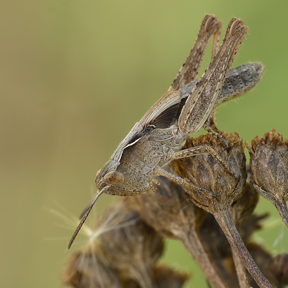 Nazwa:  konik63412cf.jpg
Wyświetleń: 143
Rozmiar:  175,9 KB