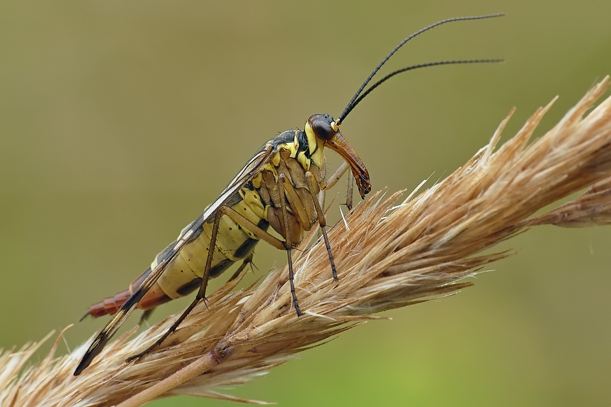 Nazwa:  wojsilka61249cf.jpg
Wyświetleń: 127
Rozmiar:  159,0 KB