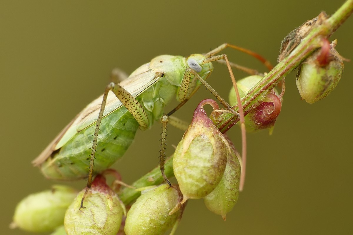Nazwa:  pluskwiak61372cf.jpg
Wyświetleń: 229
Rozmiar:  146,6 KB