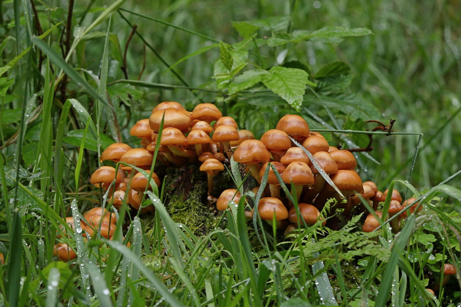 Nazwa:  P1150047.JPG
Wyświetleń: 285
Rozmiar:  844,8 KB