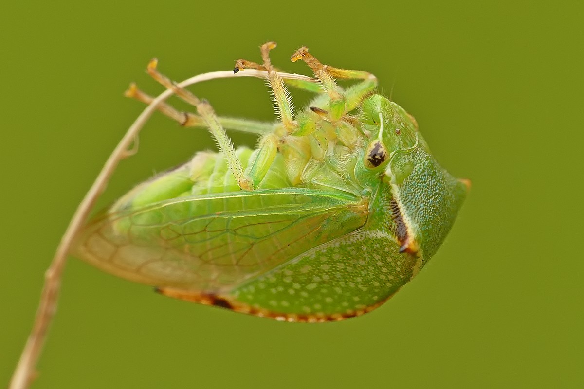 Nazwa:  kolcorog61646cf.jpg
Wyświetleń: 212
Rozmiar:  131,0 KB