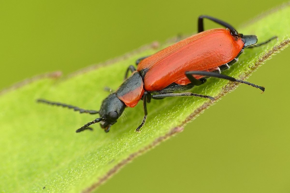 Nazwa:  beblik63055cf.jpg
Wyświetleń: 191
Rozmiar:  136,3 KB