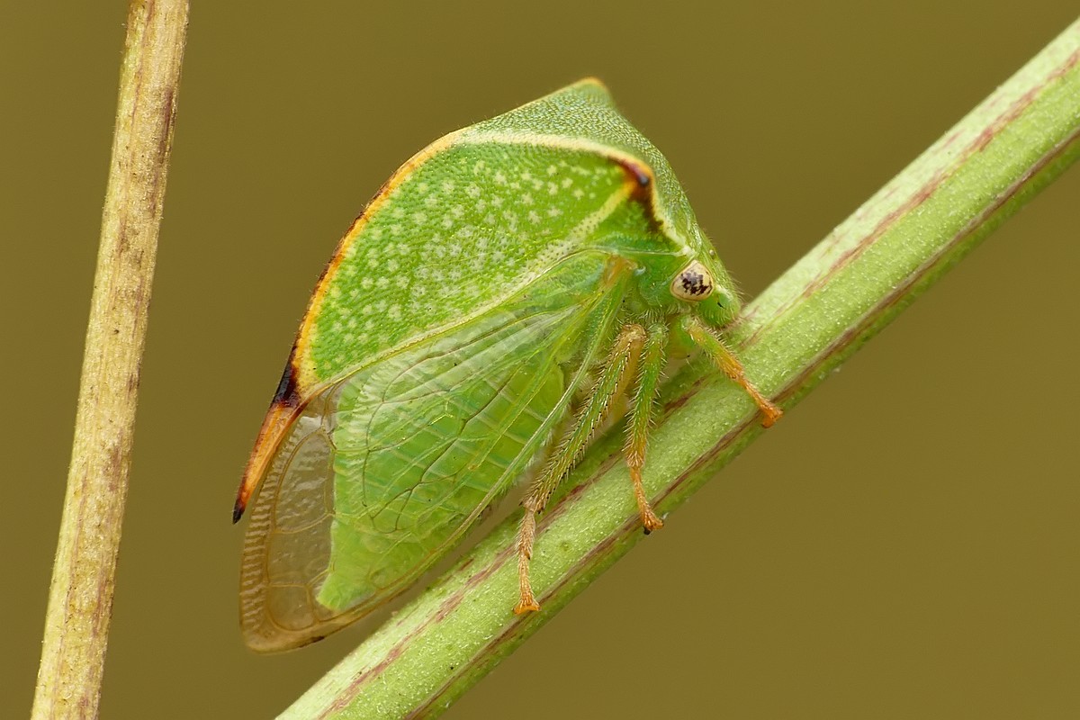 Nazwa:  kolcorog62027cf.jpg
Wyświetleń: 220
Rozmiar:  172,0 KB
