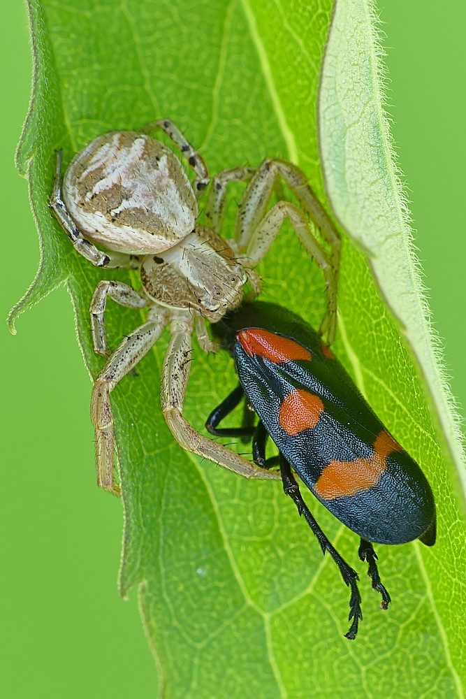 Nazwa:  bokochod80642cf.jpg
Wyświetleń: 176
Rozmiar:  183,5 KB