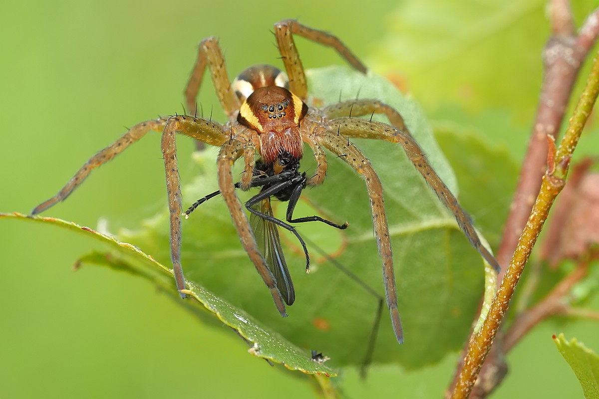 Nazwa:  bagnik16068gf.jpg
Wyświetleń: 154
Rozmiar:  147,3 KB