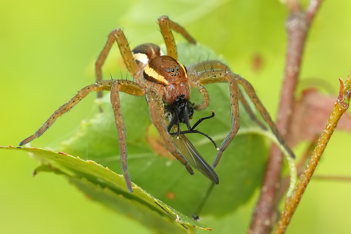 Nazwa:  bagnik16155gf.jpg
Wyświetleń: 141
Rozmiar:  136,0 KB