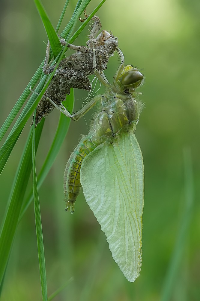Nazwa:  wazka07582gf.jpg
Wyświetleń: 156
Rozmiar:  127,3 KB