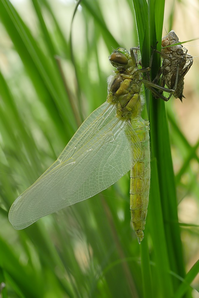 Nazwa:  wazka08733gf.jpg
Wyświetleń: 134
Rozmiar:  126,7 KB