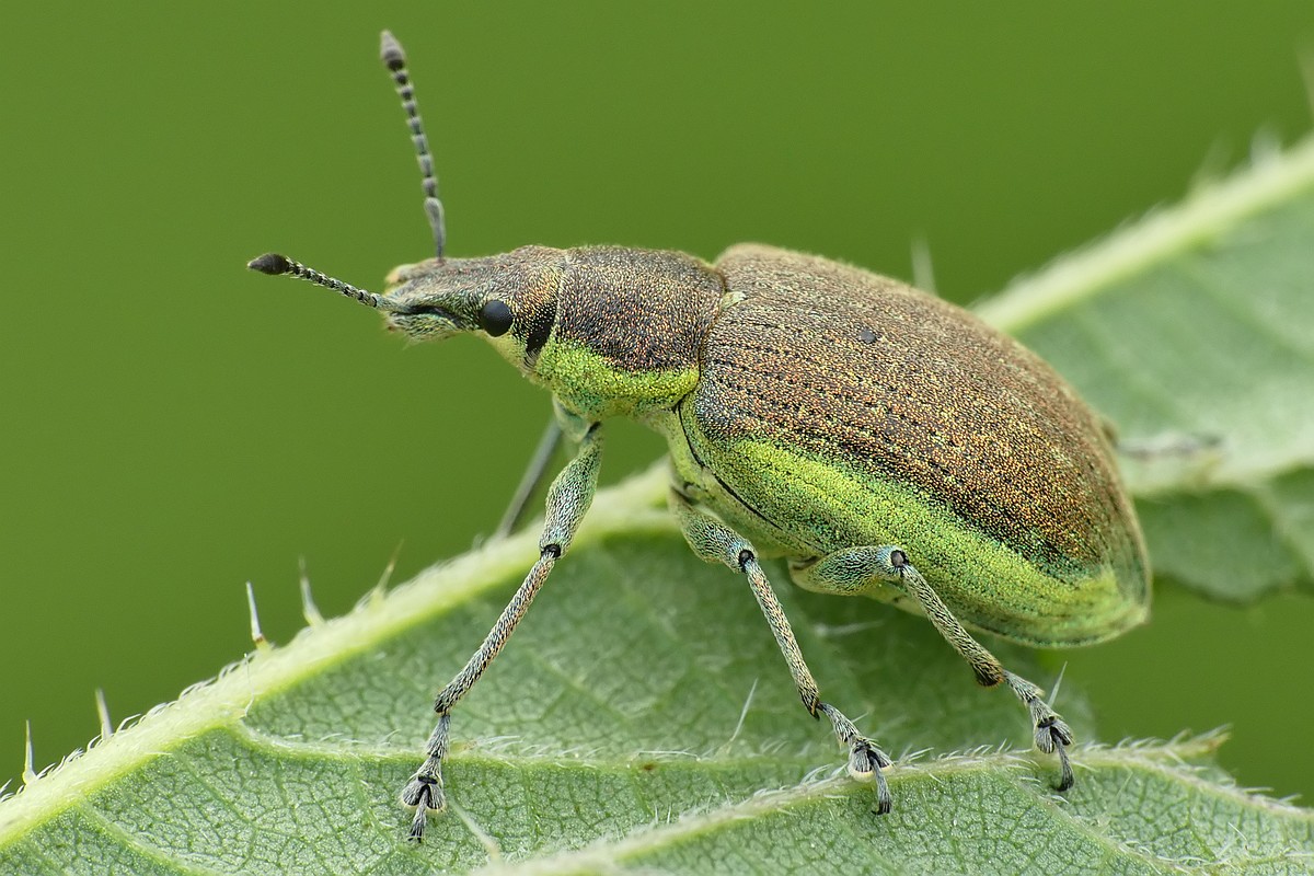 Nazwa:  zielenczak90654cf.jpg
Wyświetleń: 252
Rozmiar:  232,4 KB