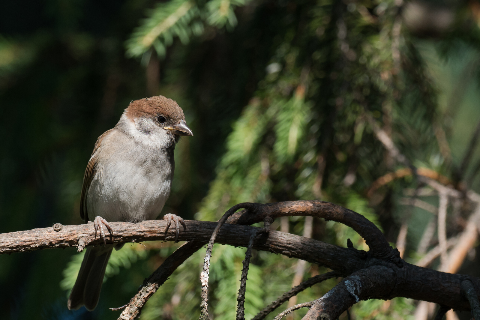 Nazwa:  P1060346m.jpg
Wyświetleń: 189
Rozmiar:  848,3 KB