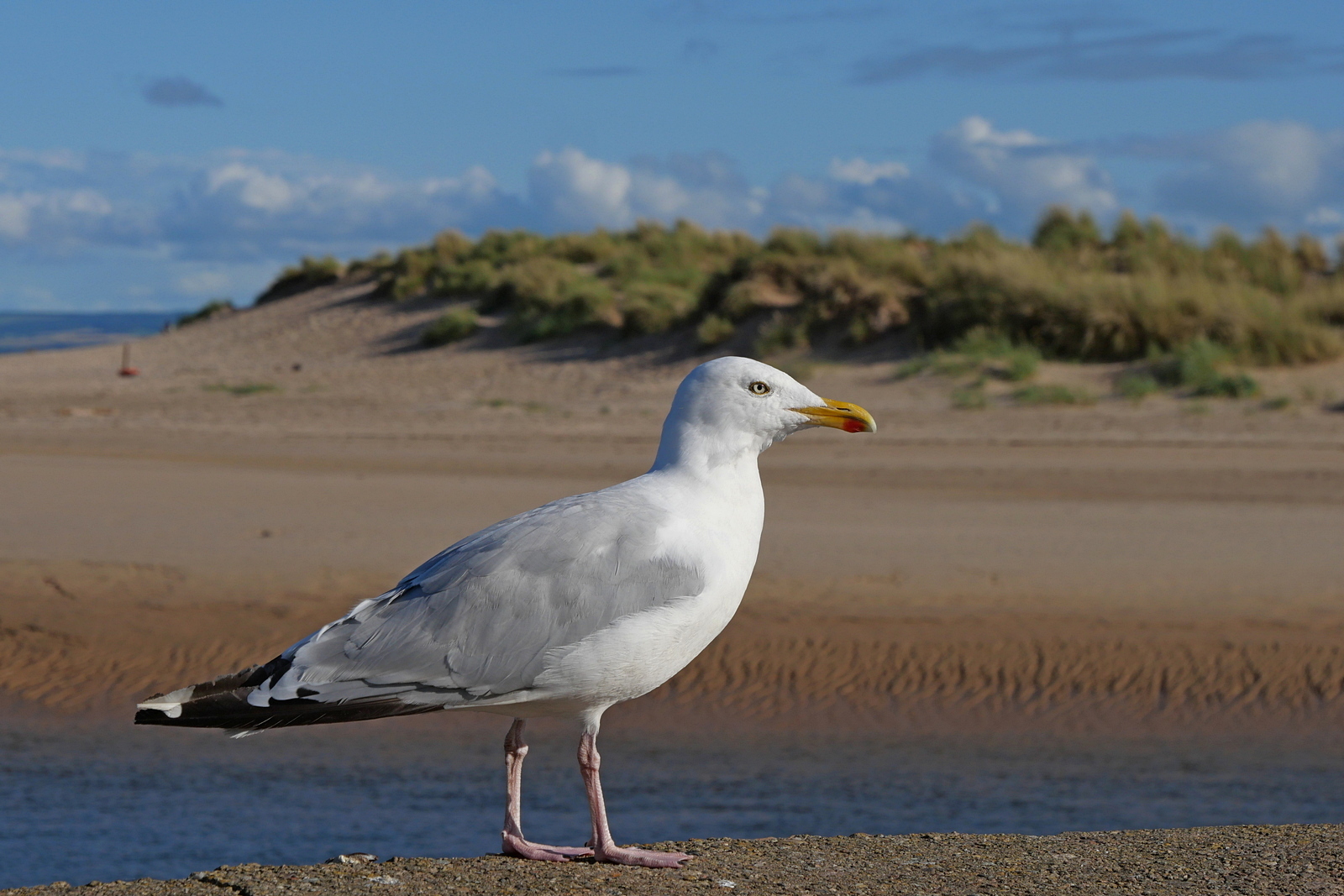 Nazwa:  P1074635.JPG
Wyświetleń: 187
Rozmiar:  737,8 KB