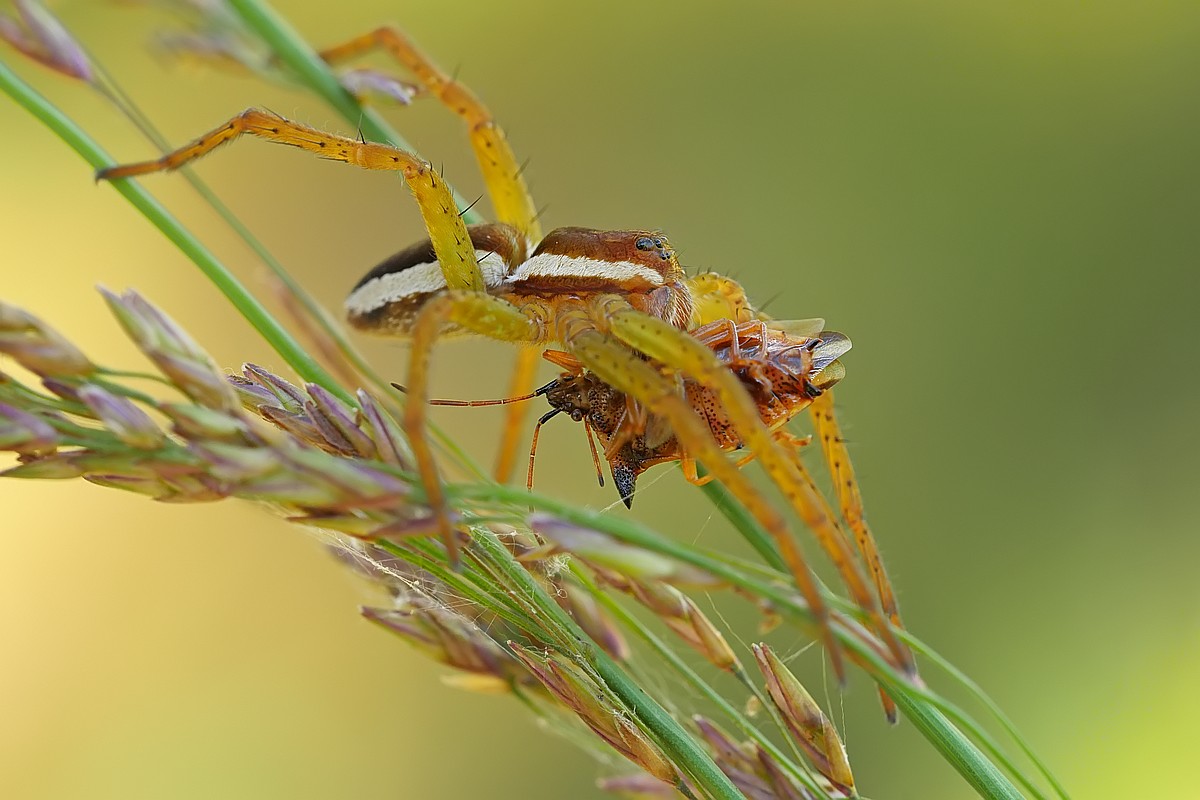 Nazwa:  bagnik22847gf.jpg
Wyświetleń: 204
Rozmiar:  140,5 KB