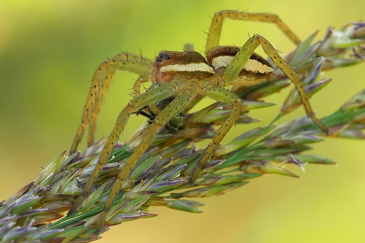 Nazwa:  bagnik22327gf.jpg
Wyświetleń: 189
Rozmiar:  166,0 KB