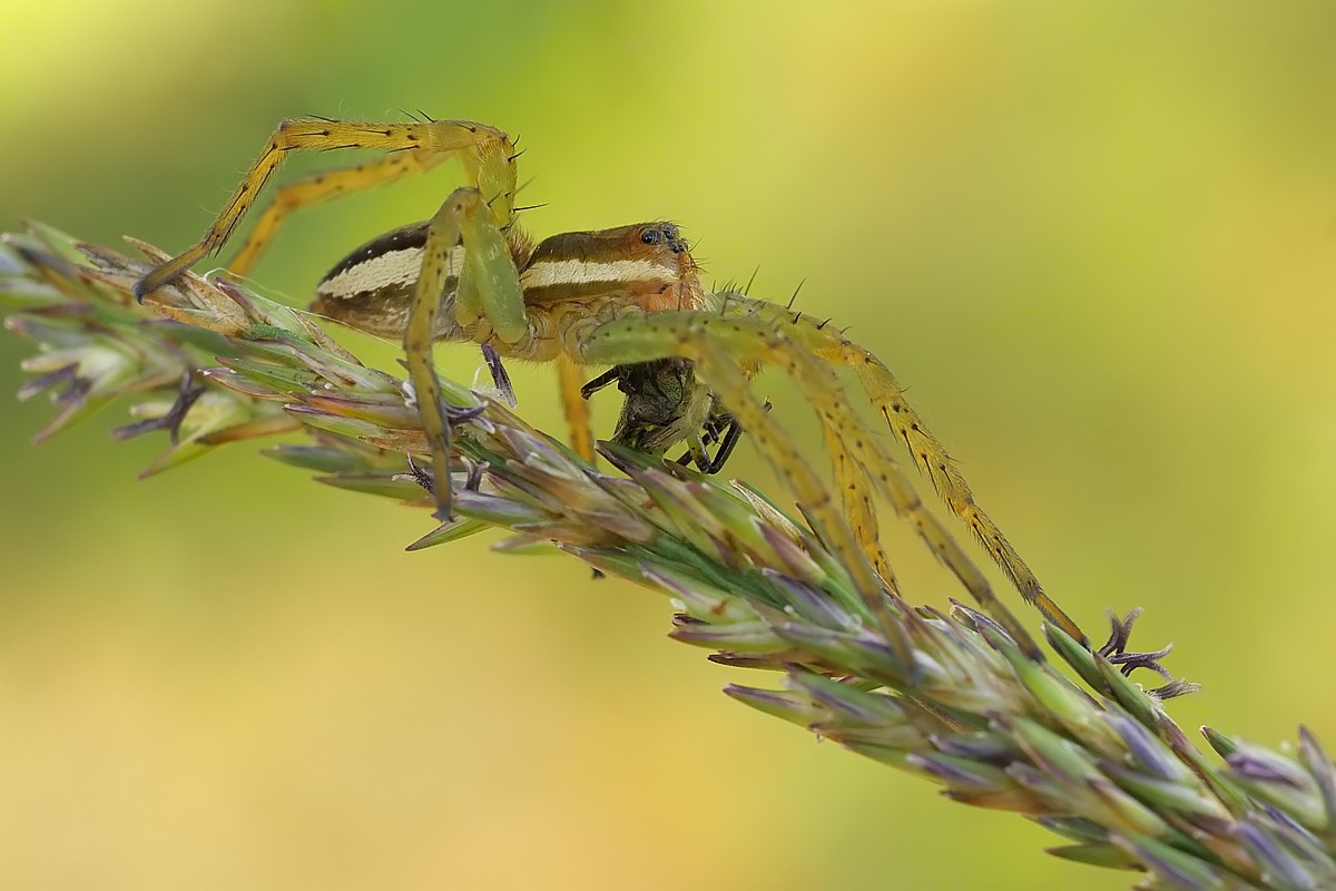 Nazwa:  bagnik22357gf.jpg
Wyświetleń: 193
Rozmiar:  131,3 KB