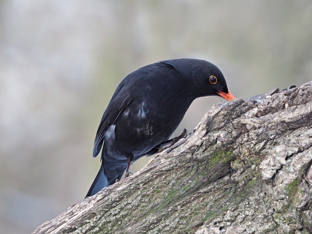 Nazwa:  P1202887ab.jpg
Wyświetleń: 143
Rozmiar:  575,5 KB