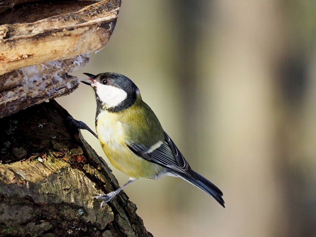 Nazwa:  P1202684a.jpg
Wyświetleń: 145
Rozmiar:  590,7 KB