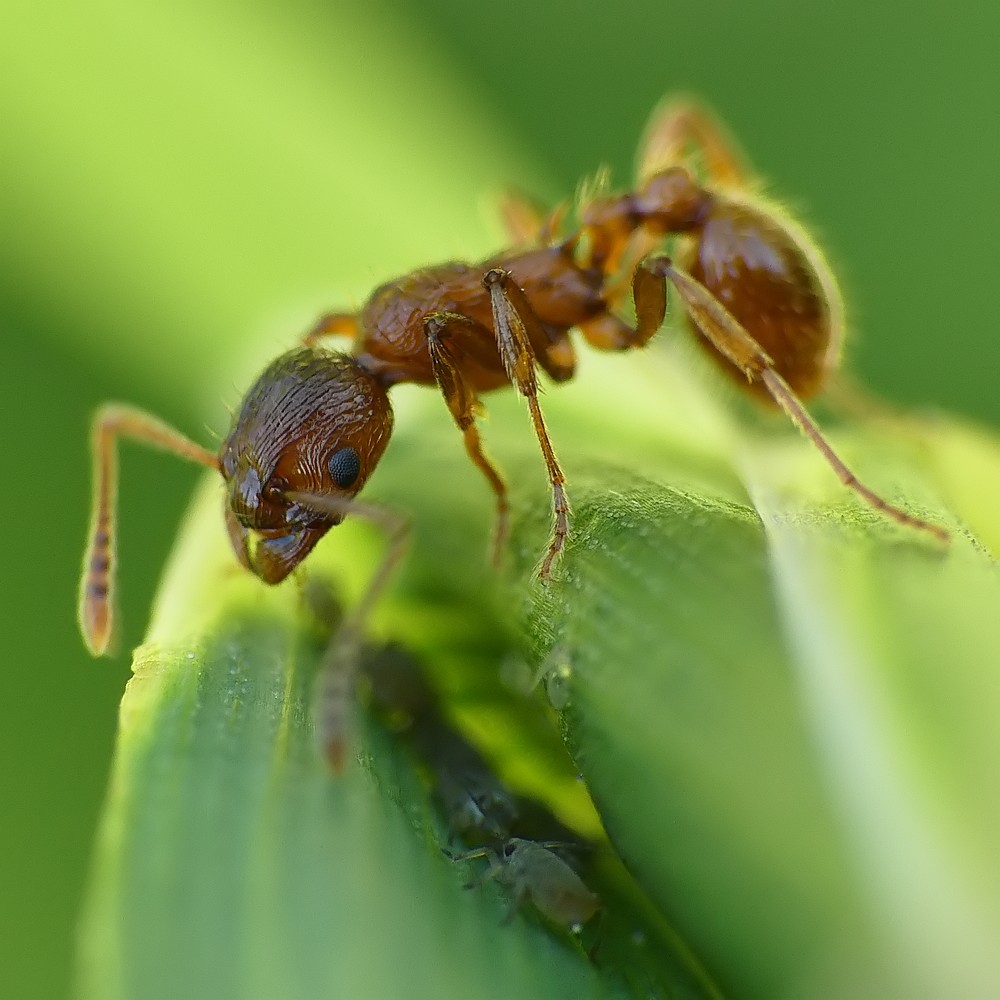 Nazwa:  mrowka77964cf.jpg
Wyświetleń: 194
Rozmiar:  134,1 KB