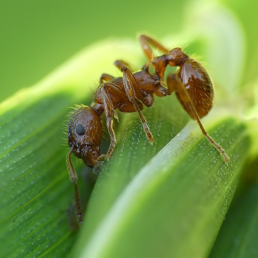 Nazwa:  mrowka78320cf.jpg
Wyświetleń: 213
Rozmiar:  155,2 KB