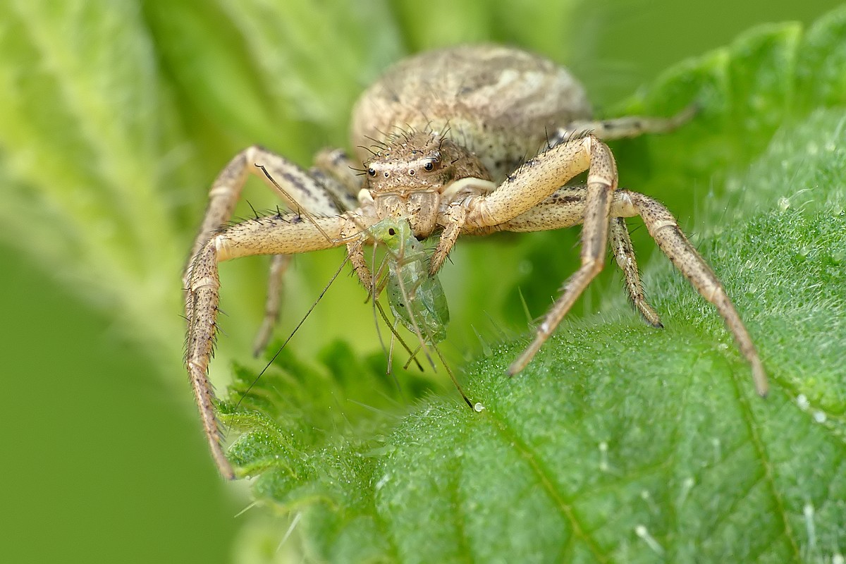 Nazwa:  bokochod91336cf.jpg
Wyświetleń: 157
Rozmiar:  208,5 KB