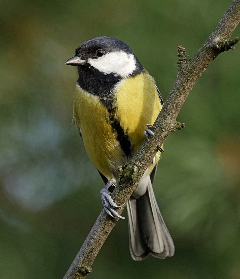 Nazwa:  P1180361m.JPG
Wyświetleń: 153
Rozmiar:  390,5 KB