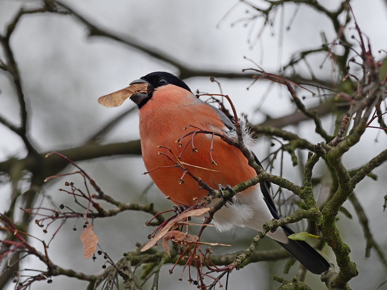 Nazwa:  P1180918.JPG
Wyświetleń: 148
Rozmiar:  936,1 KB