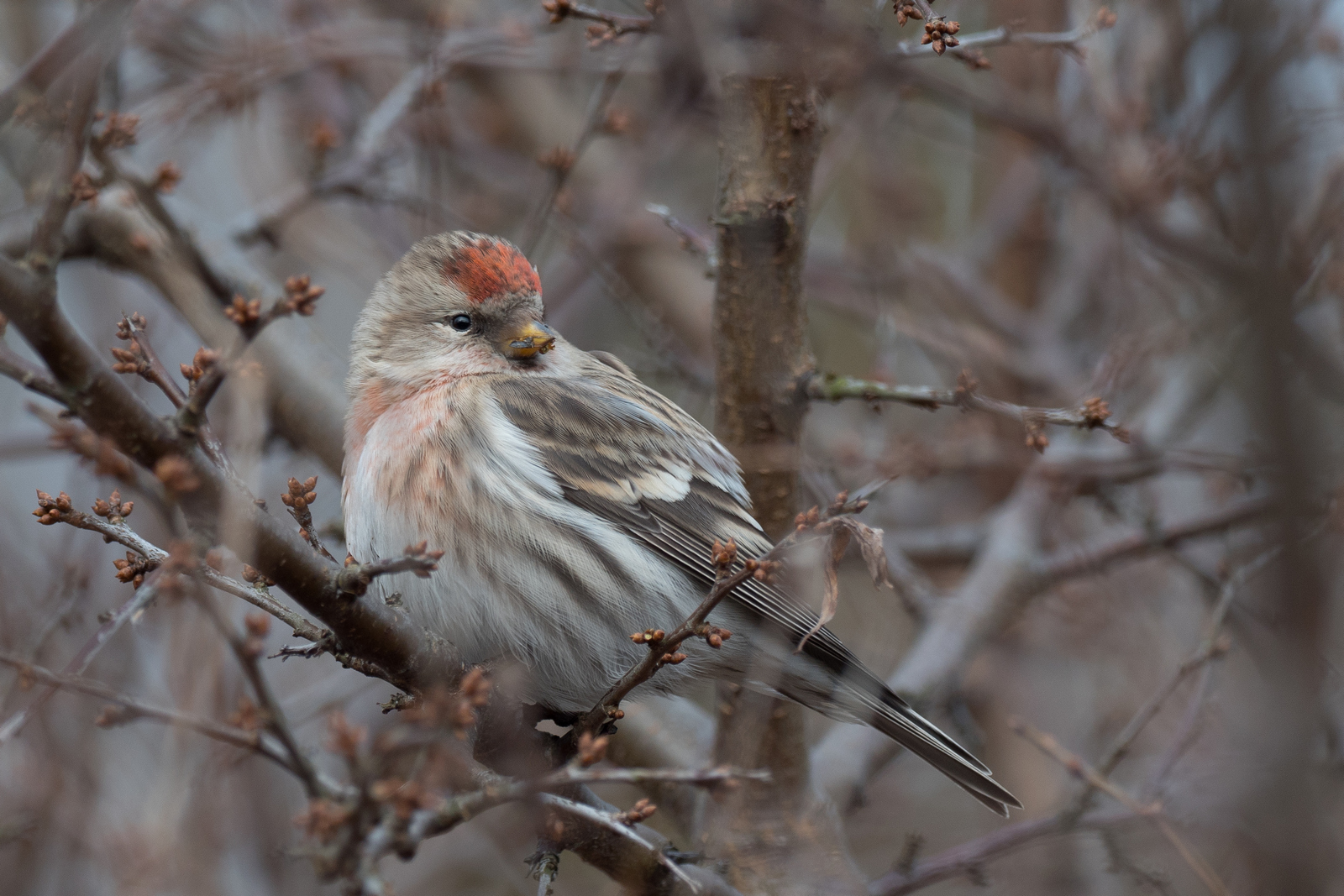 Nazwa:  P1190280m.jpg
Wyświetleń: 149
Rozmiar:  940,8 KB