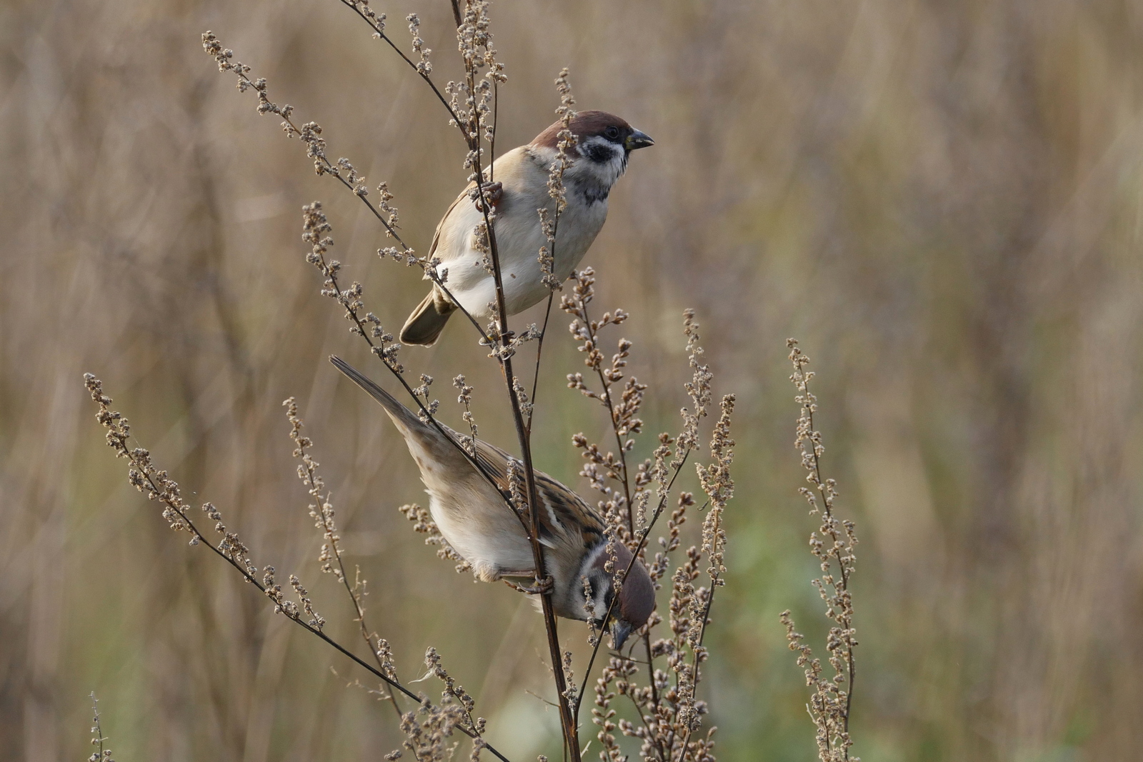 Nazwa:  P1180262m.JPG
Wyświetleń: 143
Rozmiar:  819,0 KB