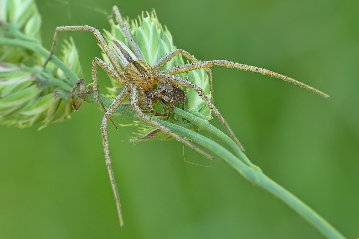 Nazwa:  podluznik82237cf.jpg
Wyświetleń: 201
Rozmiar:  144,9 KB