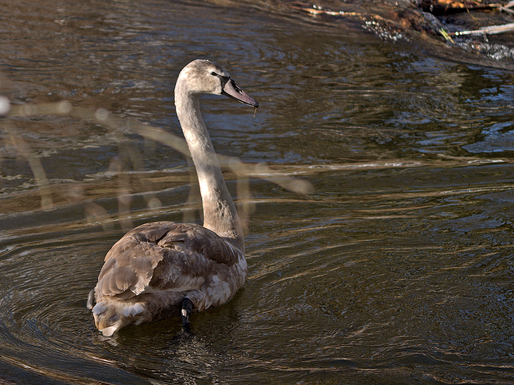Nazwa:  P1000232.jpg
Wyświetleń: 199
Rozmiar:  678,7 KB