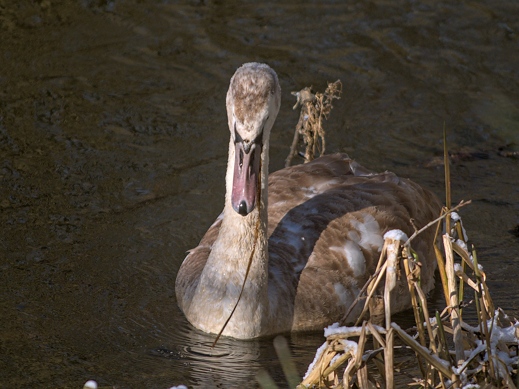 Nazwa:  P1000223.jpg
Wyświetleń: 197
Rozmiar:  728,4 KB