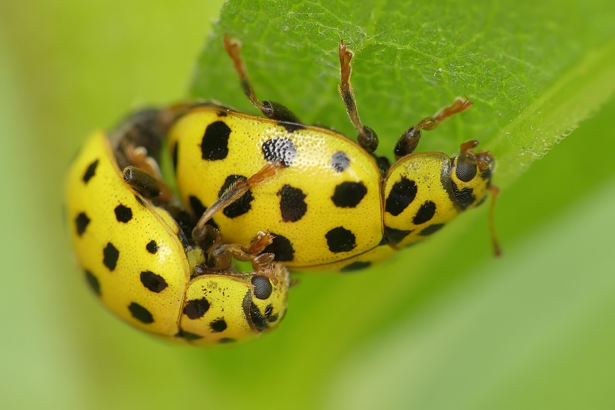 Nazwa:  biedronki123255cf.jpg
Wyświetleń: 207
Rozmiar:  143,3 KB