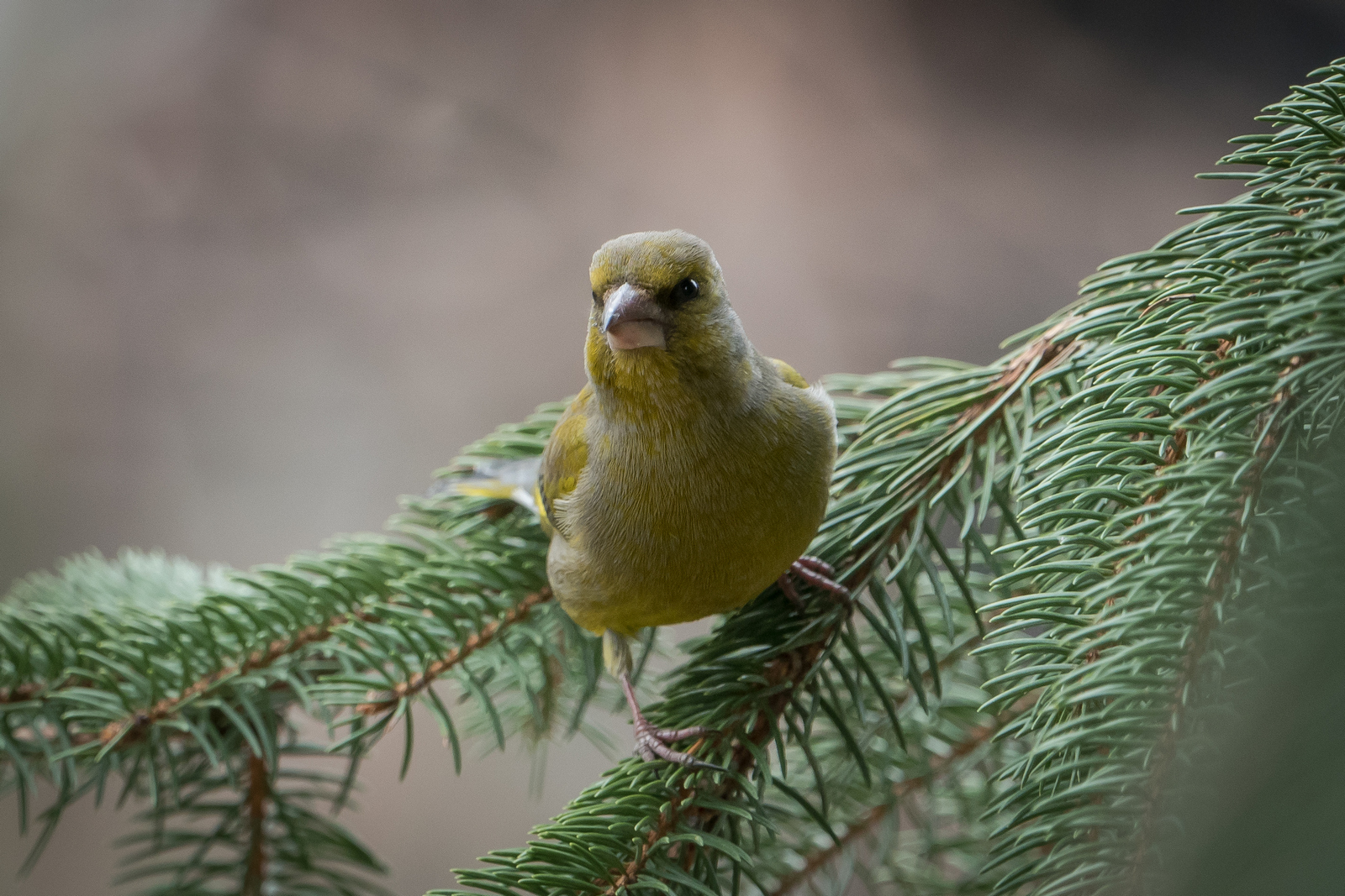 Nazwa:  _3070736.jpg
Wyświetleń: 204
Rozmiar:  1,04 MB