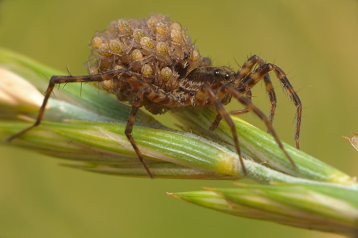 Nazwa:  pajak28919xf.jpg
Wyświetleń: 347
Rozmiar:  150,1 KB