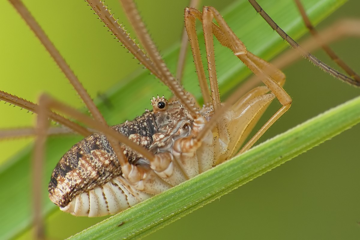 Nazwa:  kosarz127525cf.jpg
Wyświetleń: 357
Rozmiar:  159,3 KB