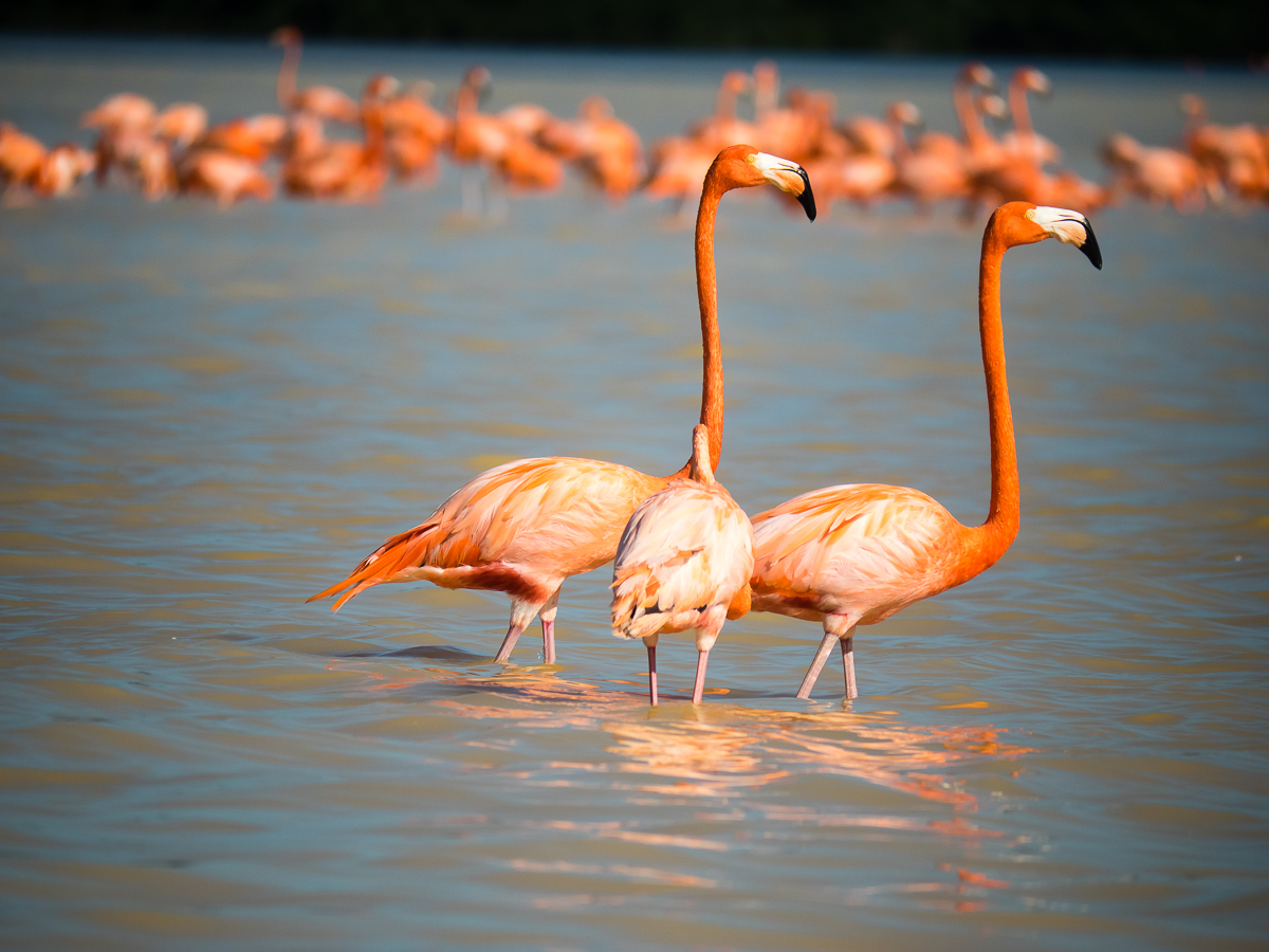 Nazwa:  P2100308.jpg
Wyświetleń: 330
Rozmiar:  700,6 KB