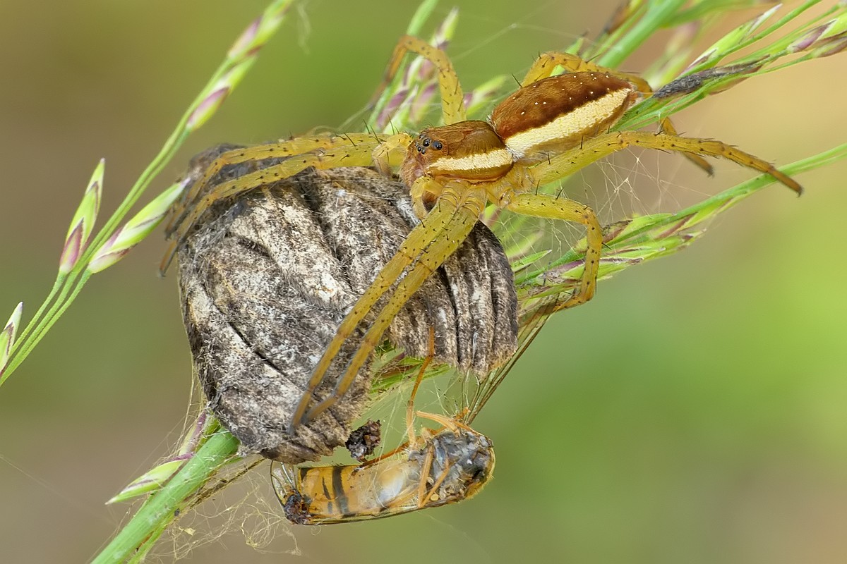 Nazwa:  bagnik128368cf.jpg
Wyświetleń: 304
Rozmiar:  217,0 KB